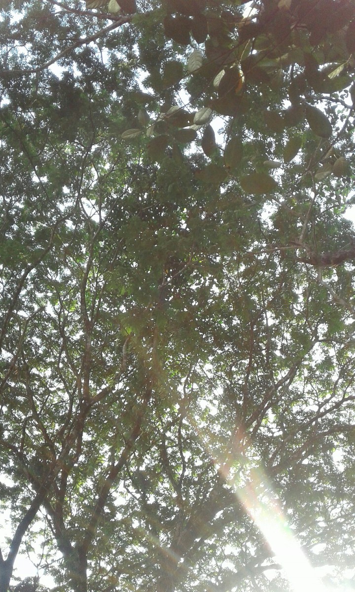 summer