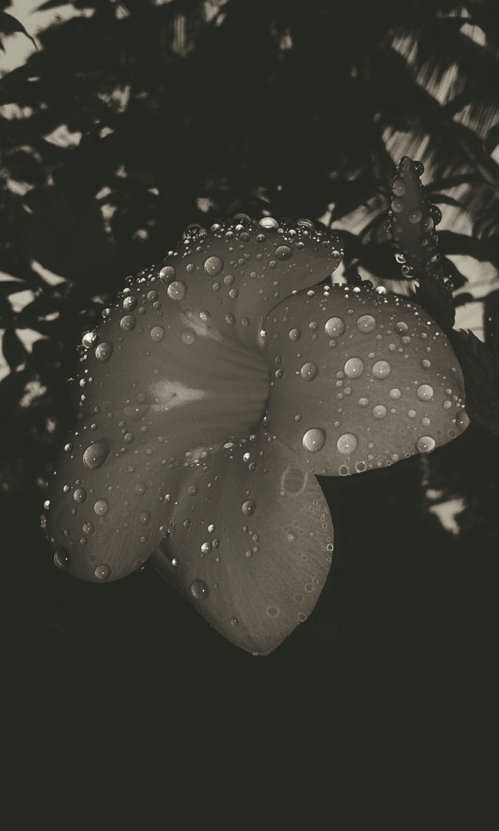 Yellow_Bell_Flower