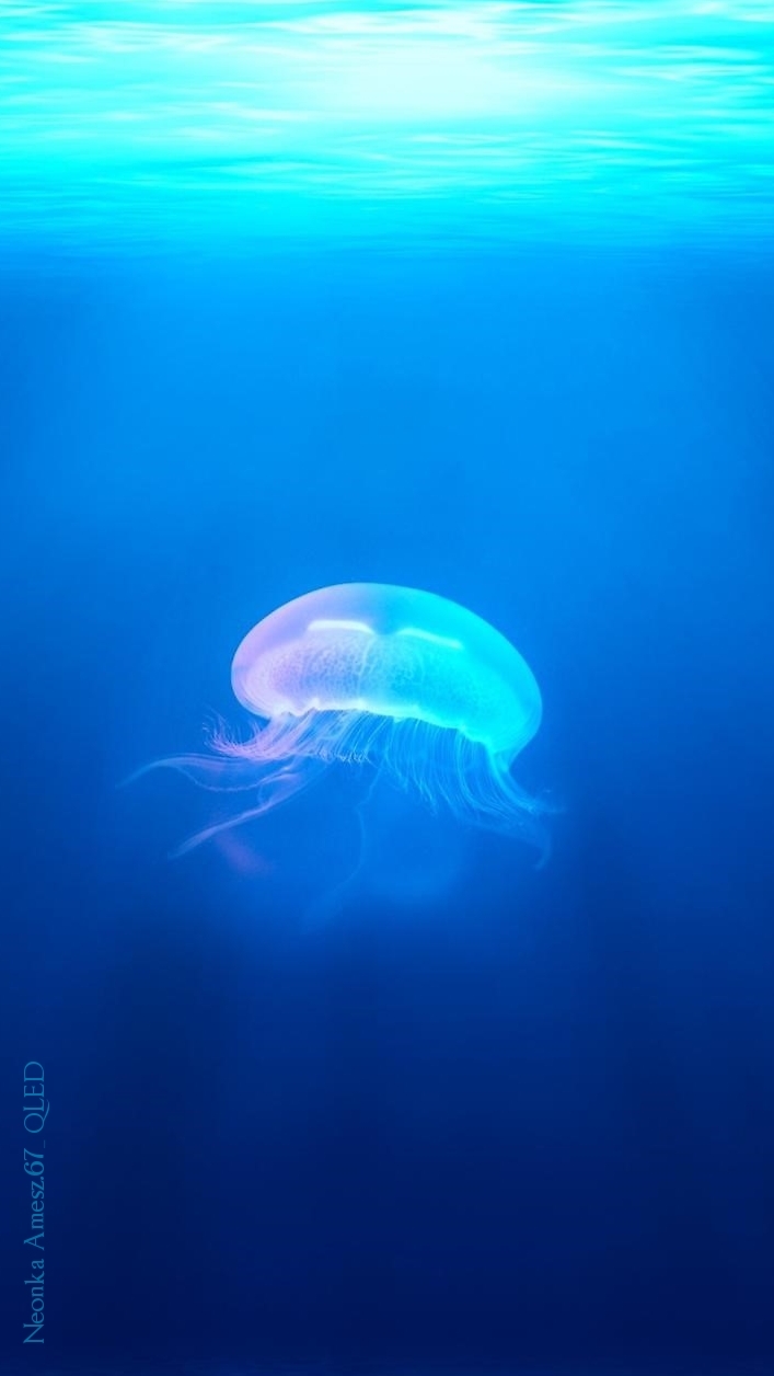 meduza