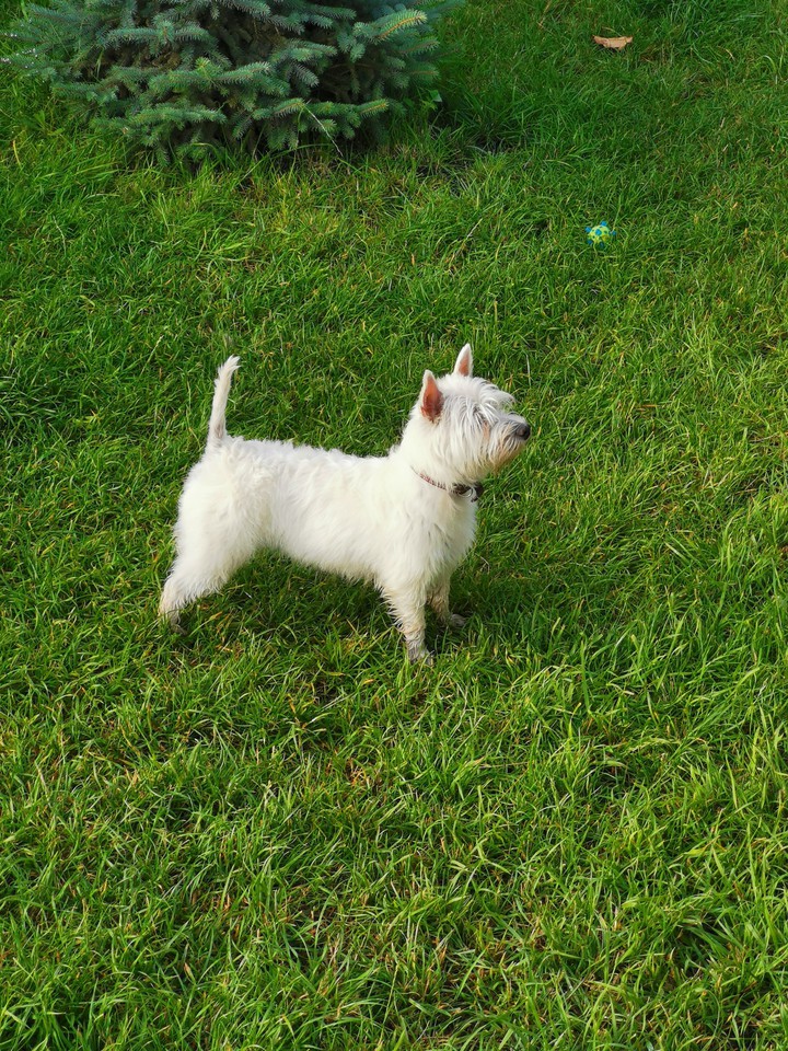 The dog on The grass