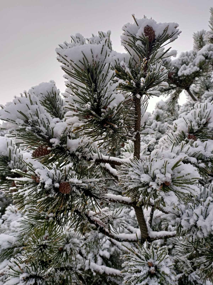 winter is coming