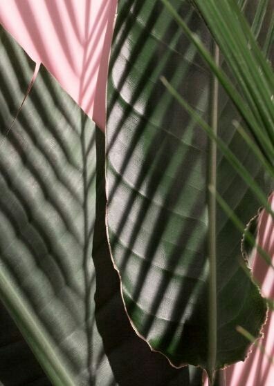 palm leaves