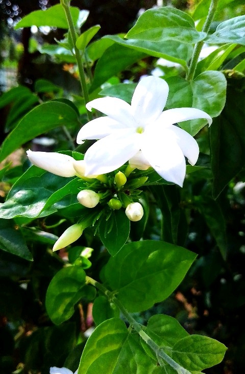 White Blooms