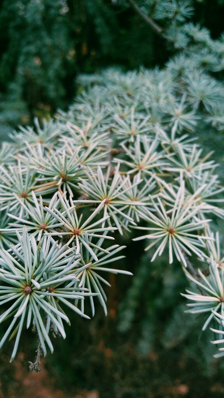 Cupressus tree