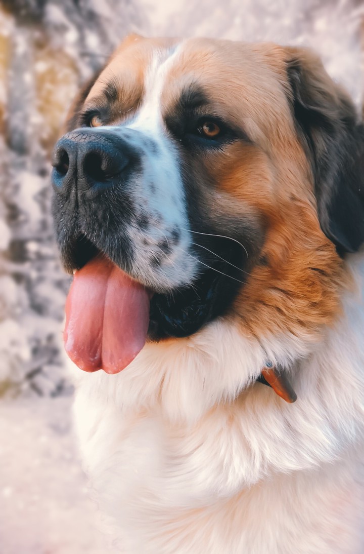 #dog