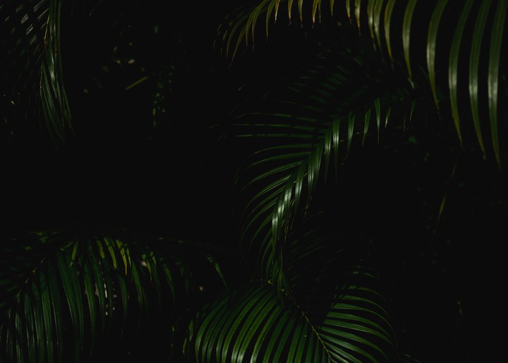 leaves