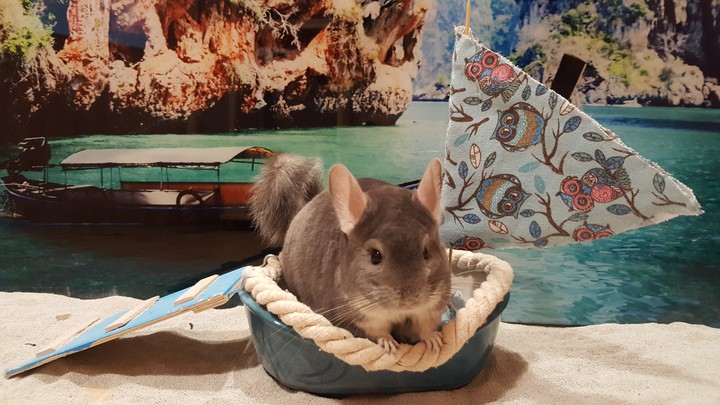 Stefan szynszyla chinchilla