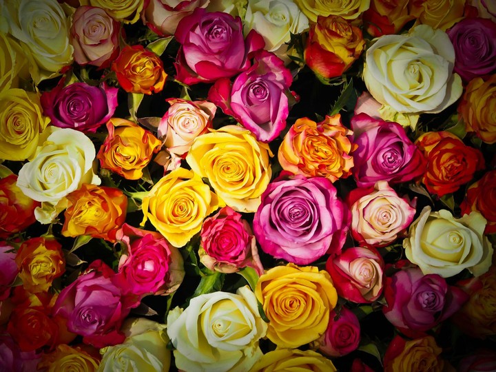 the flower