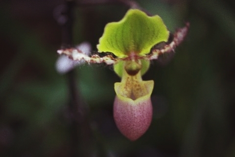 orchidées