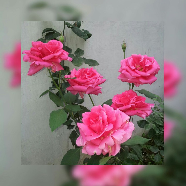 roses