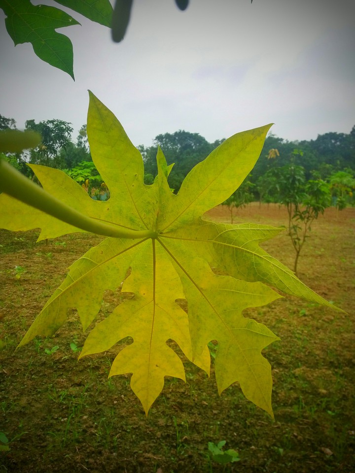Leaf