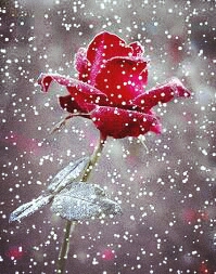 red roses in the snow