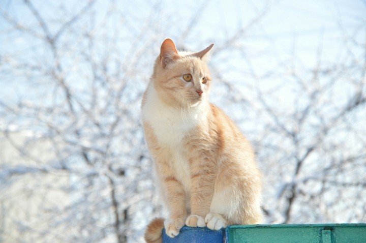 kat
