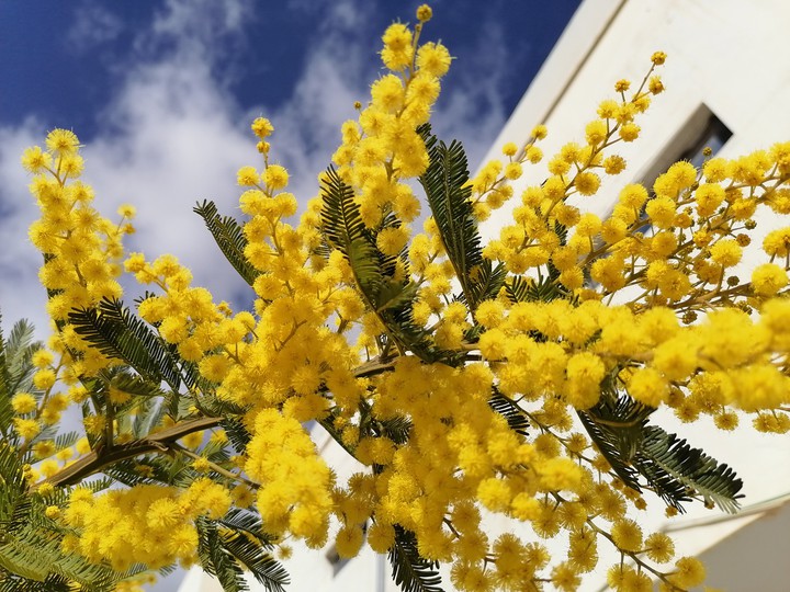 #yellow flower