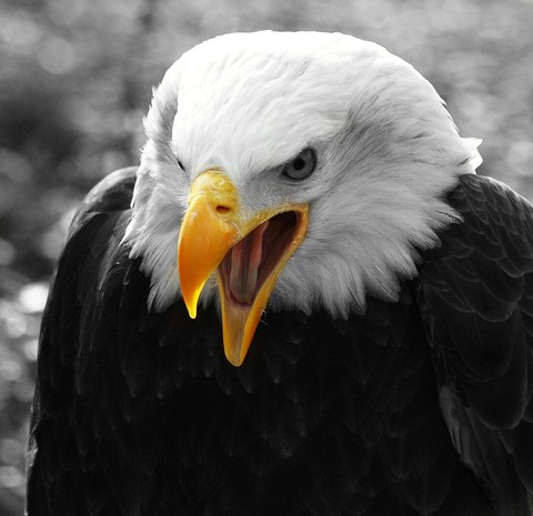 eagle