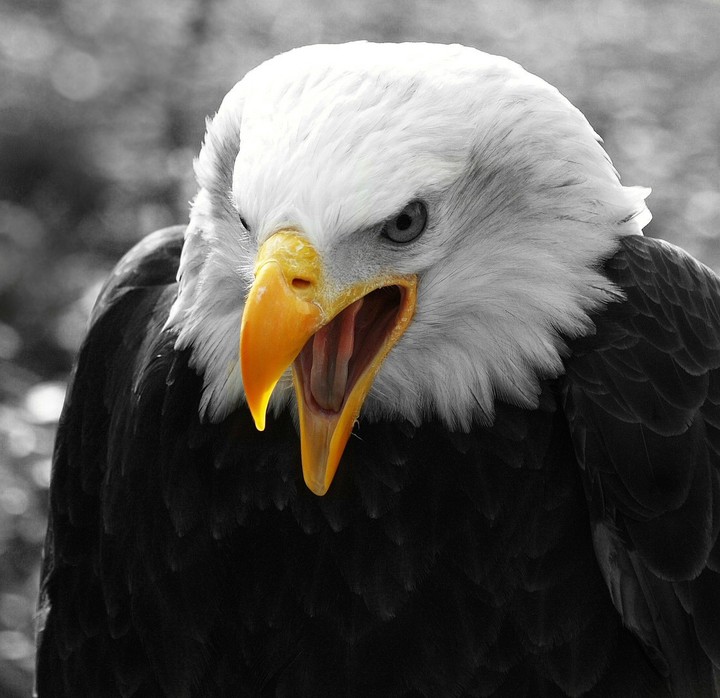 eagle