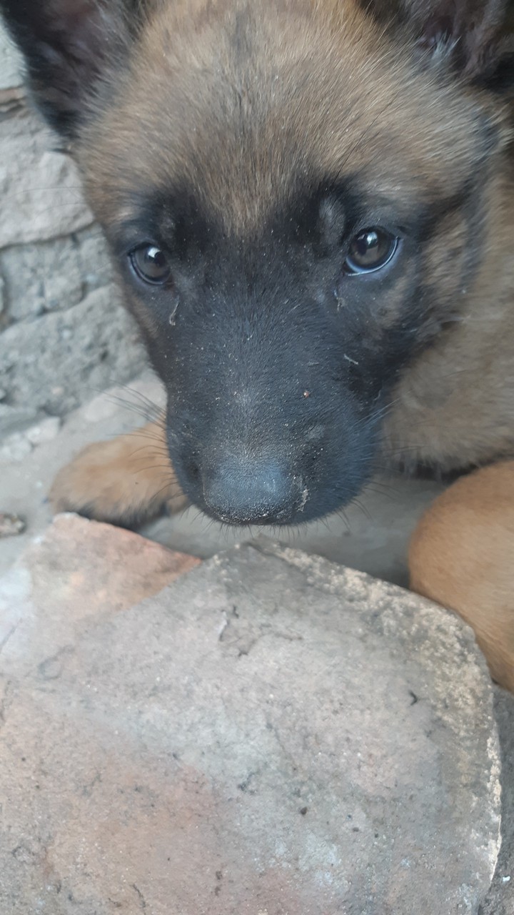 My love dog♡