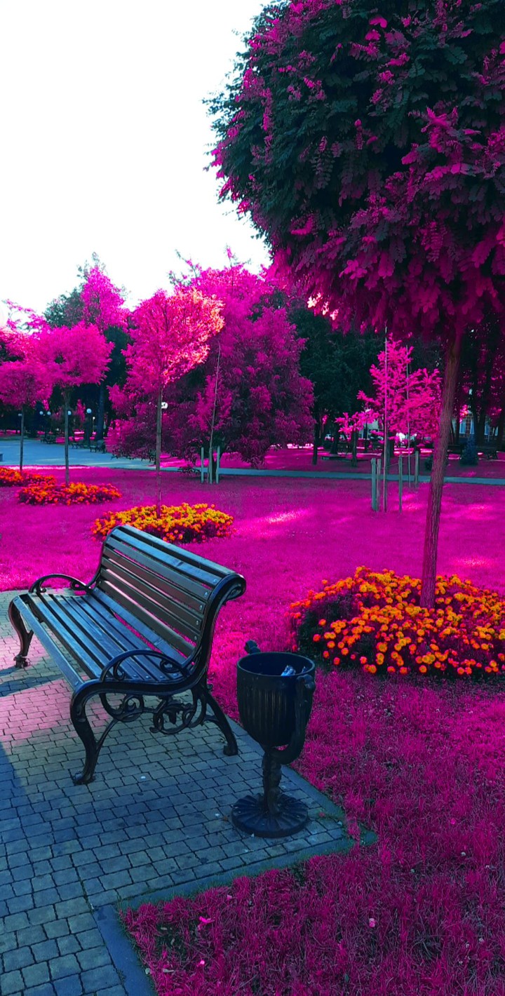 Pink