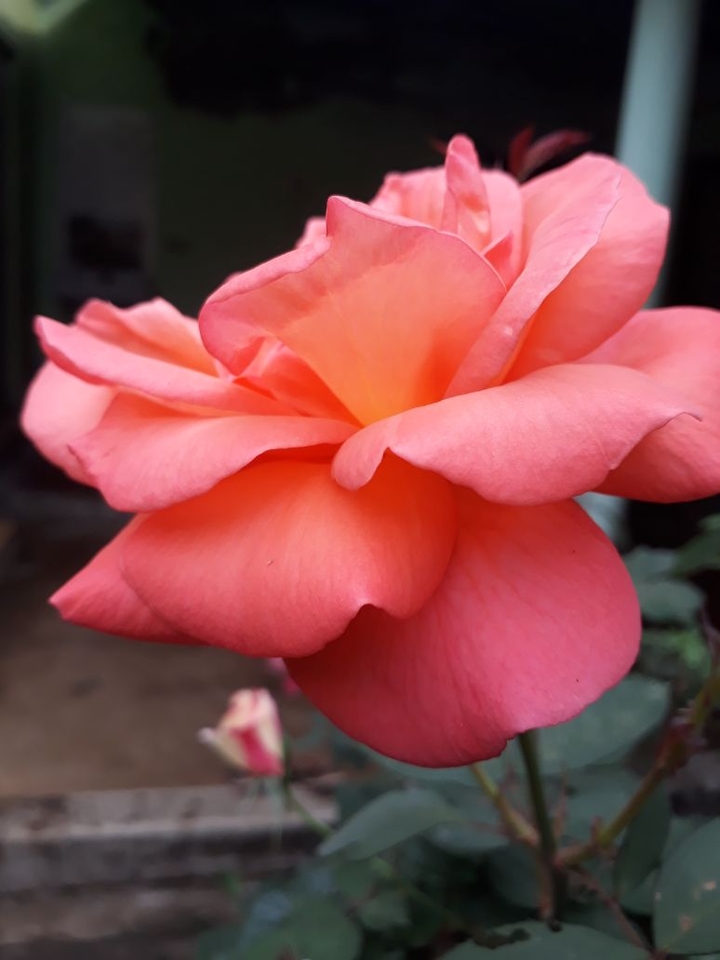 rose