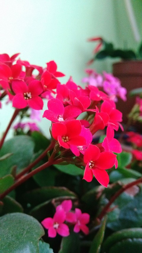 flowers