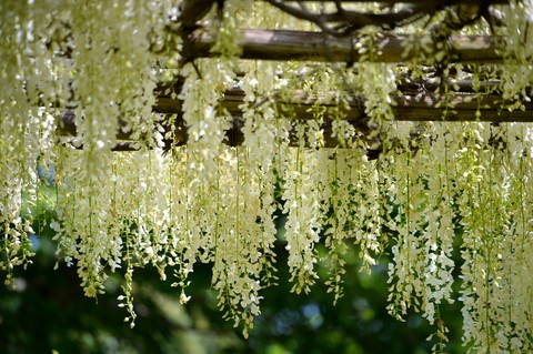 fondos de pantalla summer, botany