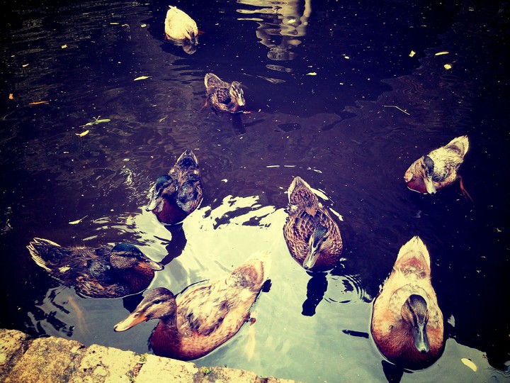 Nature life with ducks