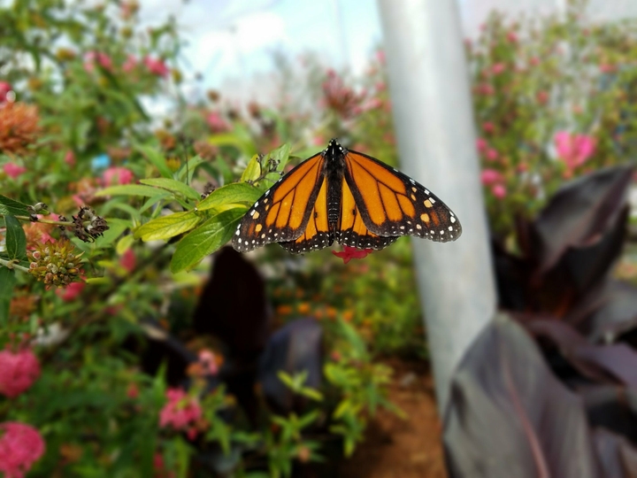 butterfly