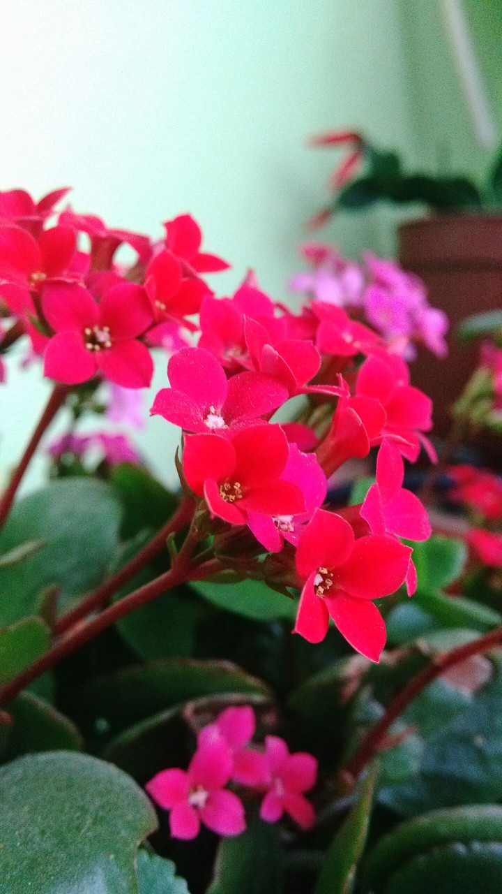 flowers