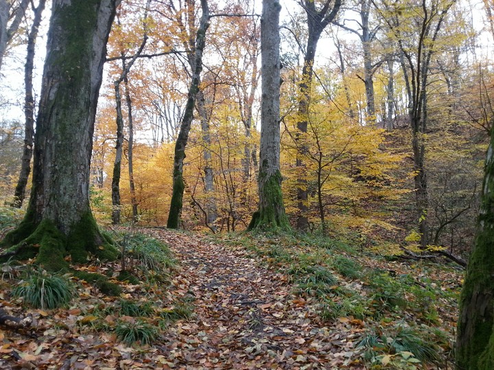 осенний лес