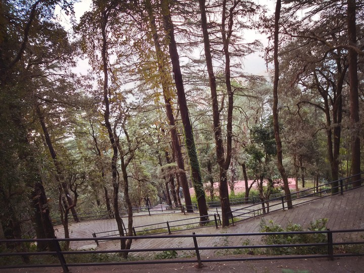 vbv_photography  nature tree green laal tibba uttrakhnad