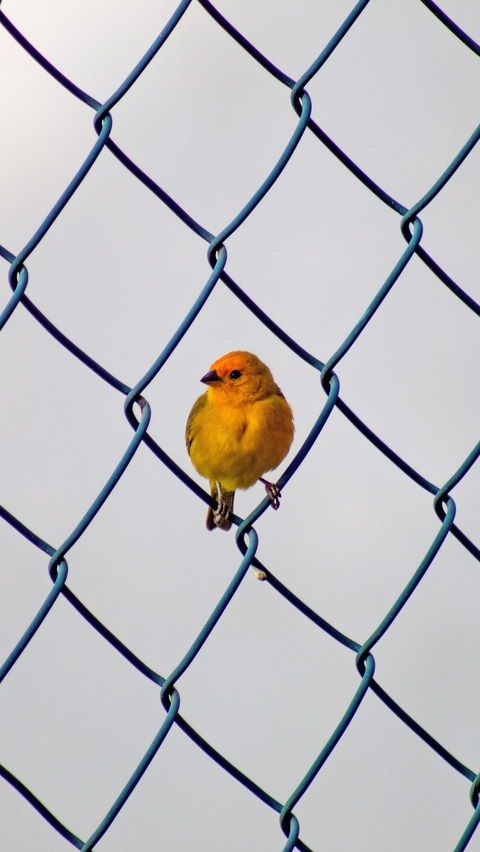 Animali