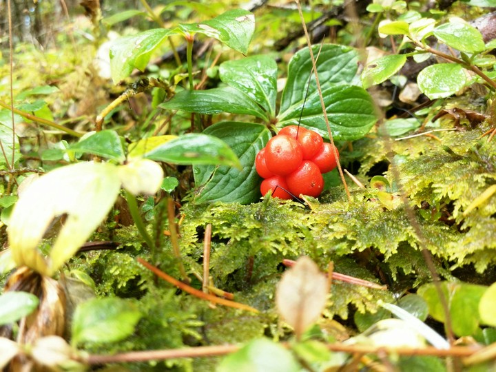 macro