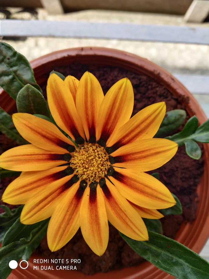 yellow sunshine