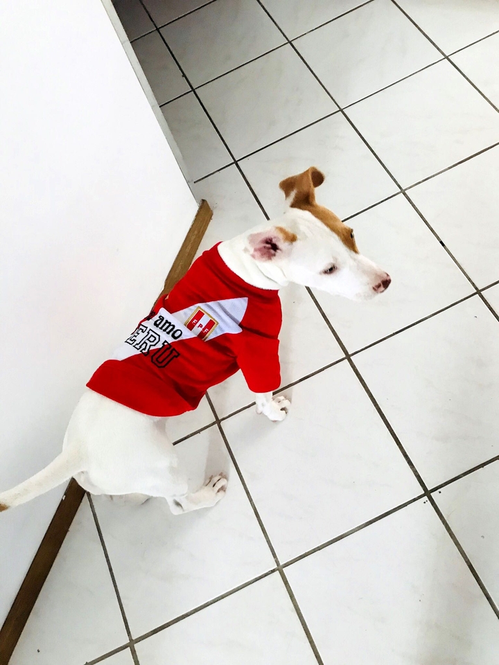 pipoca