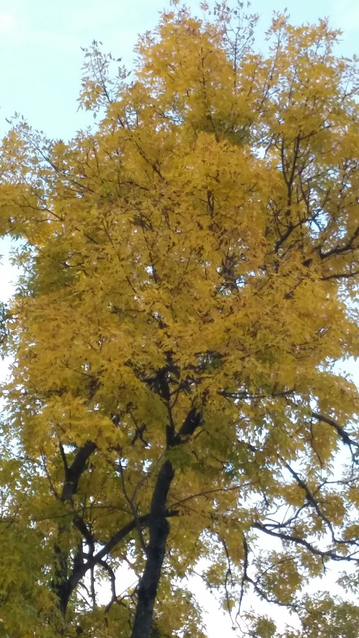 Otoño