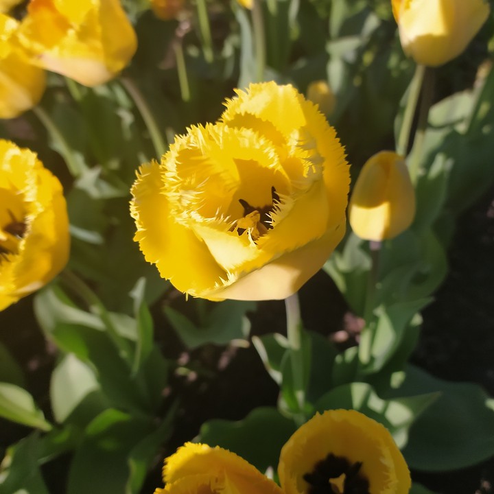 bunch of flowers