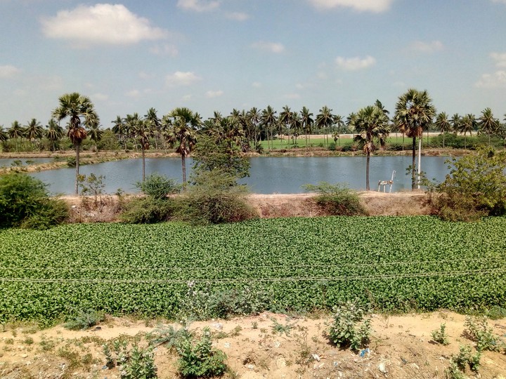 Lakeview