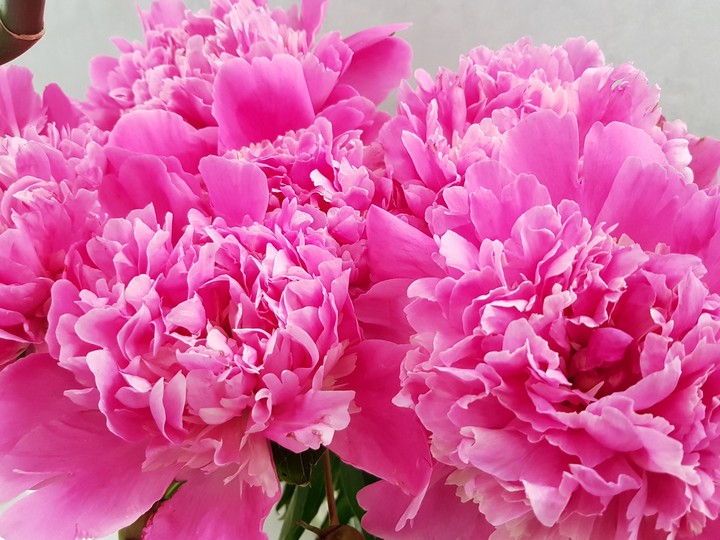 pink pion