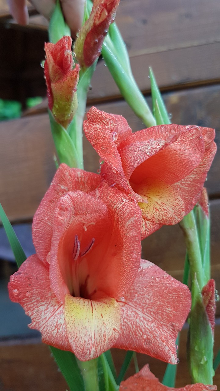 Flower