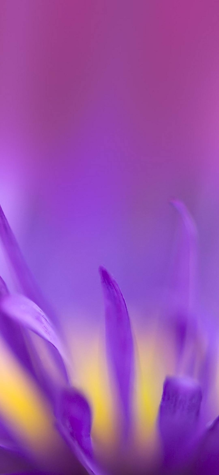 Purple Flower