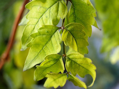sfondi deciduous, branch