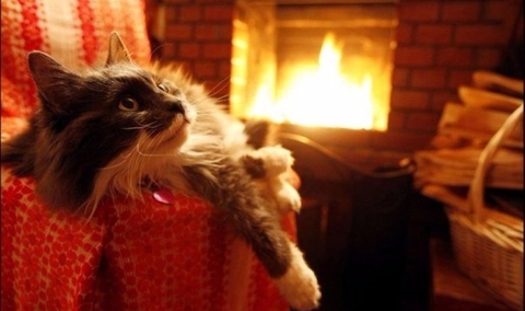 cat, snout achtergronden