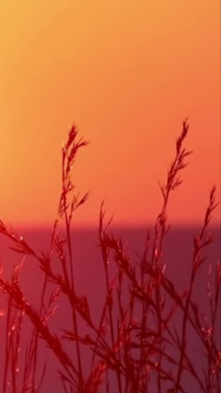 grass land
