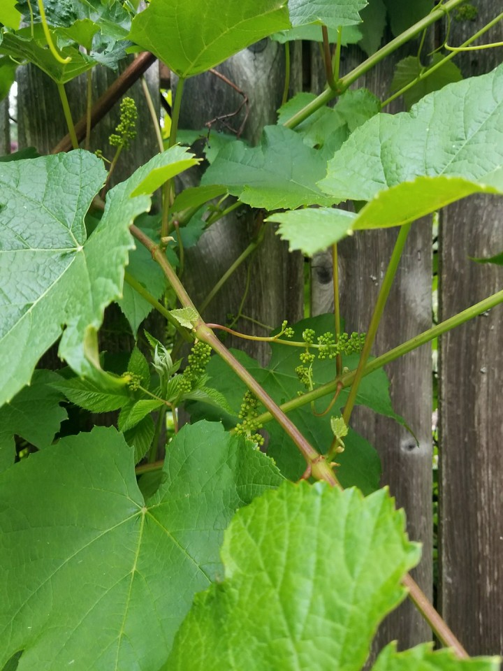 baby grapes 2017