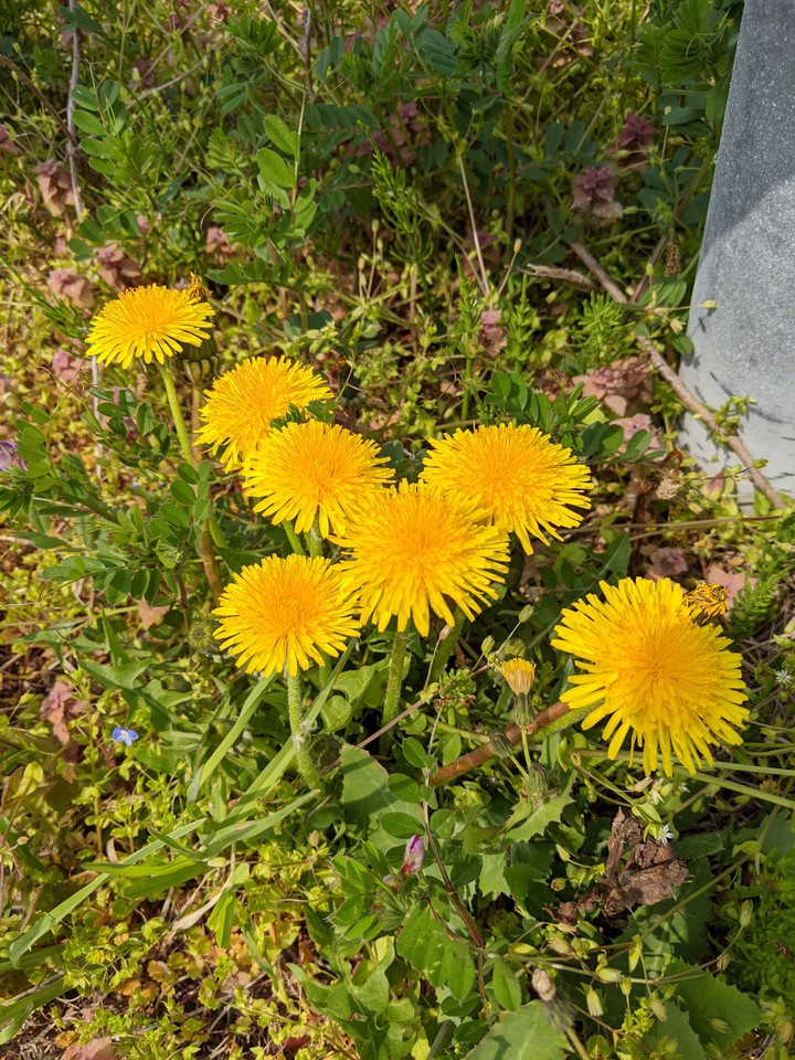 spring