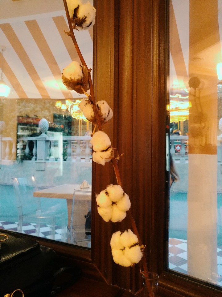 cotton