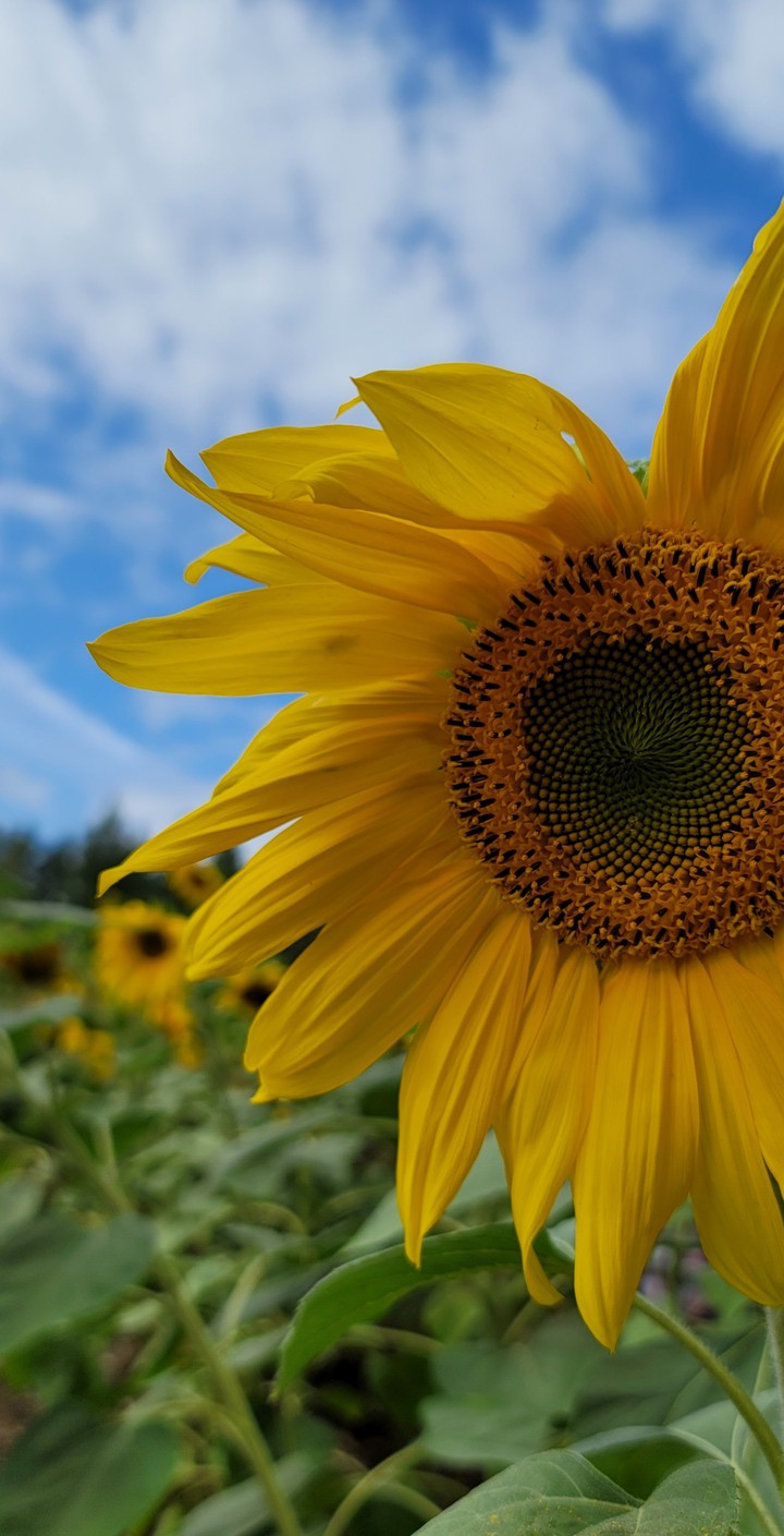 Sunflower