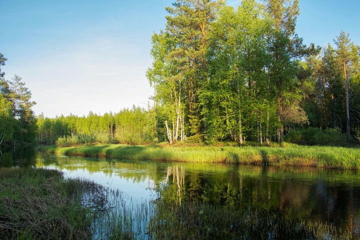 forest