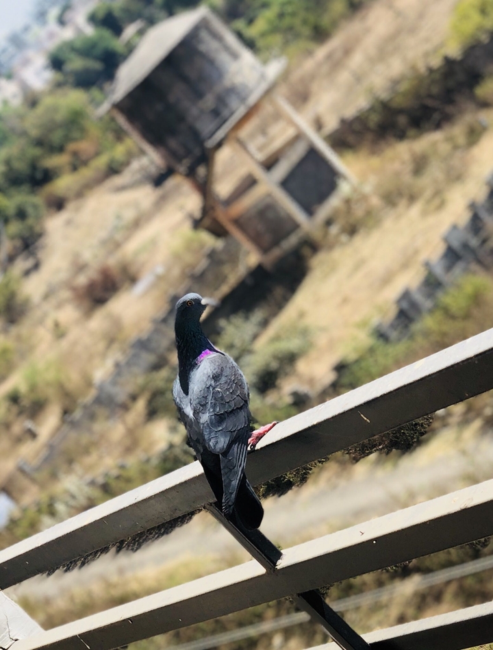pigeon