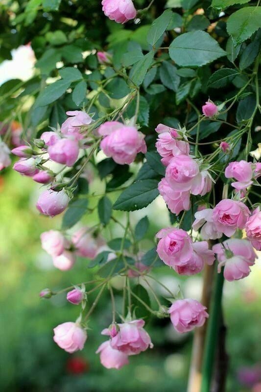Roses